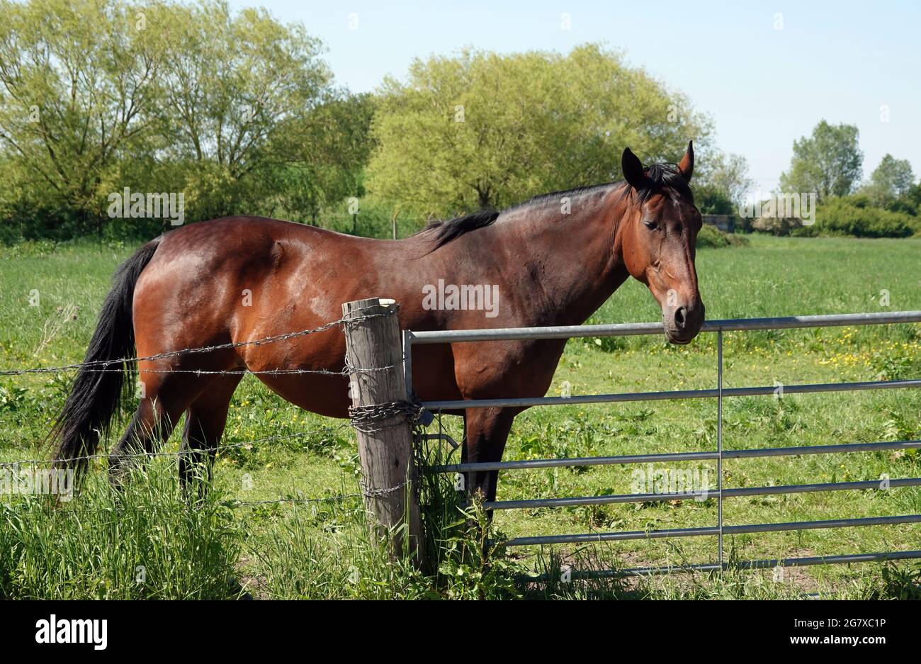 Beautiful brown horse galloping in the green field | Premium AI