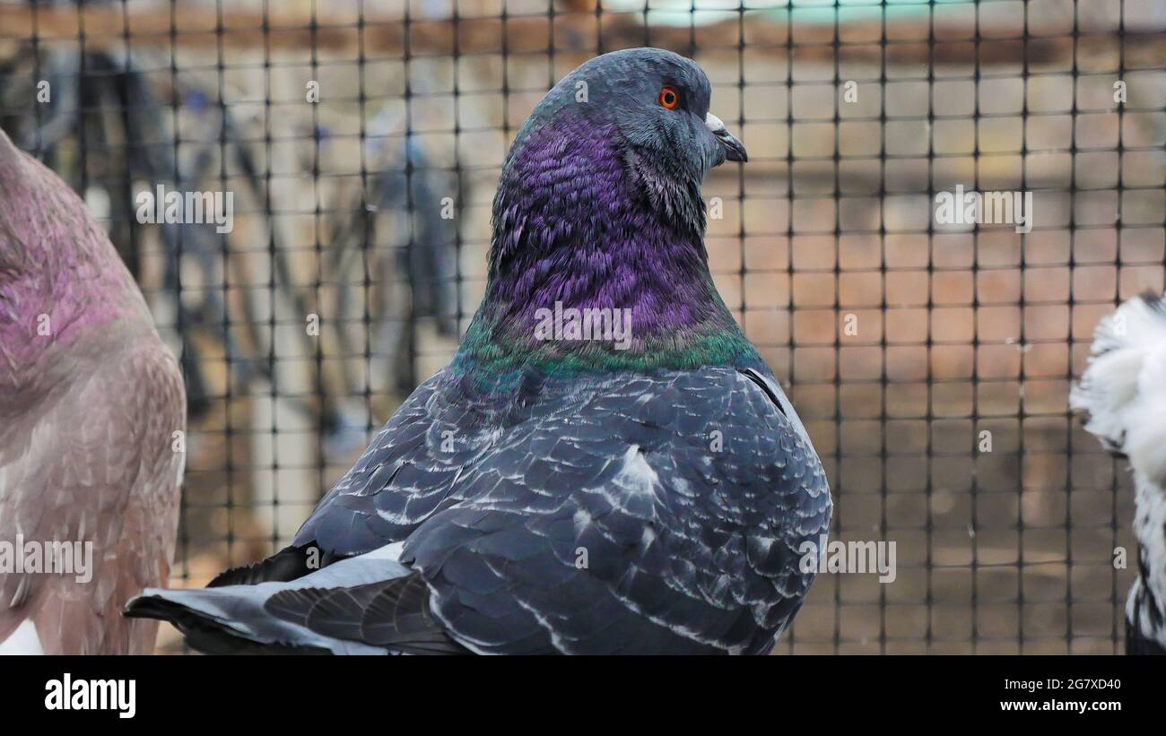 Modena pigeon deals