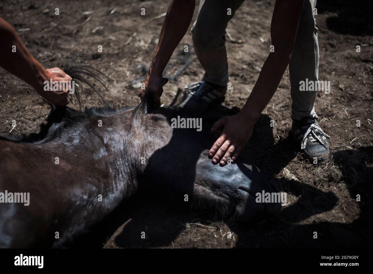 Los 'aloitadores' sujetan la cabeza de un cabalo salvaje en la Rapa das Bestas de Amil. La Rapa das Bestas es el nombre de una fiesta cultural y turís Stock Photo