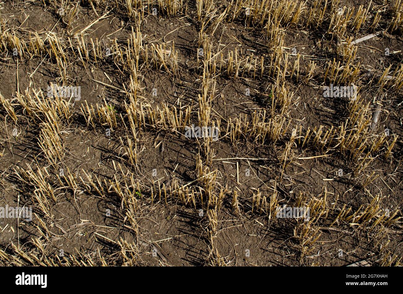 Stubble in the field after harvest. Cut stalks of cereals in the field ...