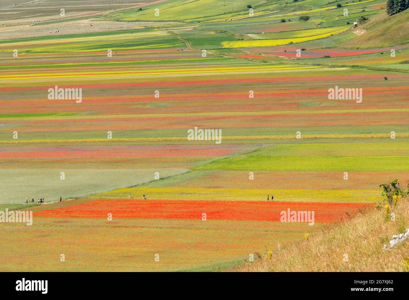 Aerial view of people walking in the blooming fields of Castelluccio di Norcia, Italy, in the summer season Stock Photo