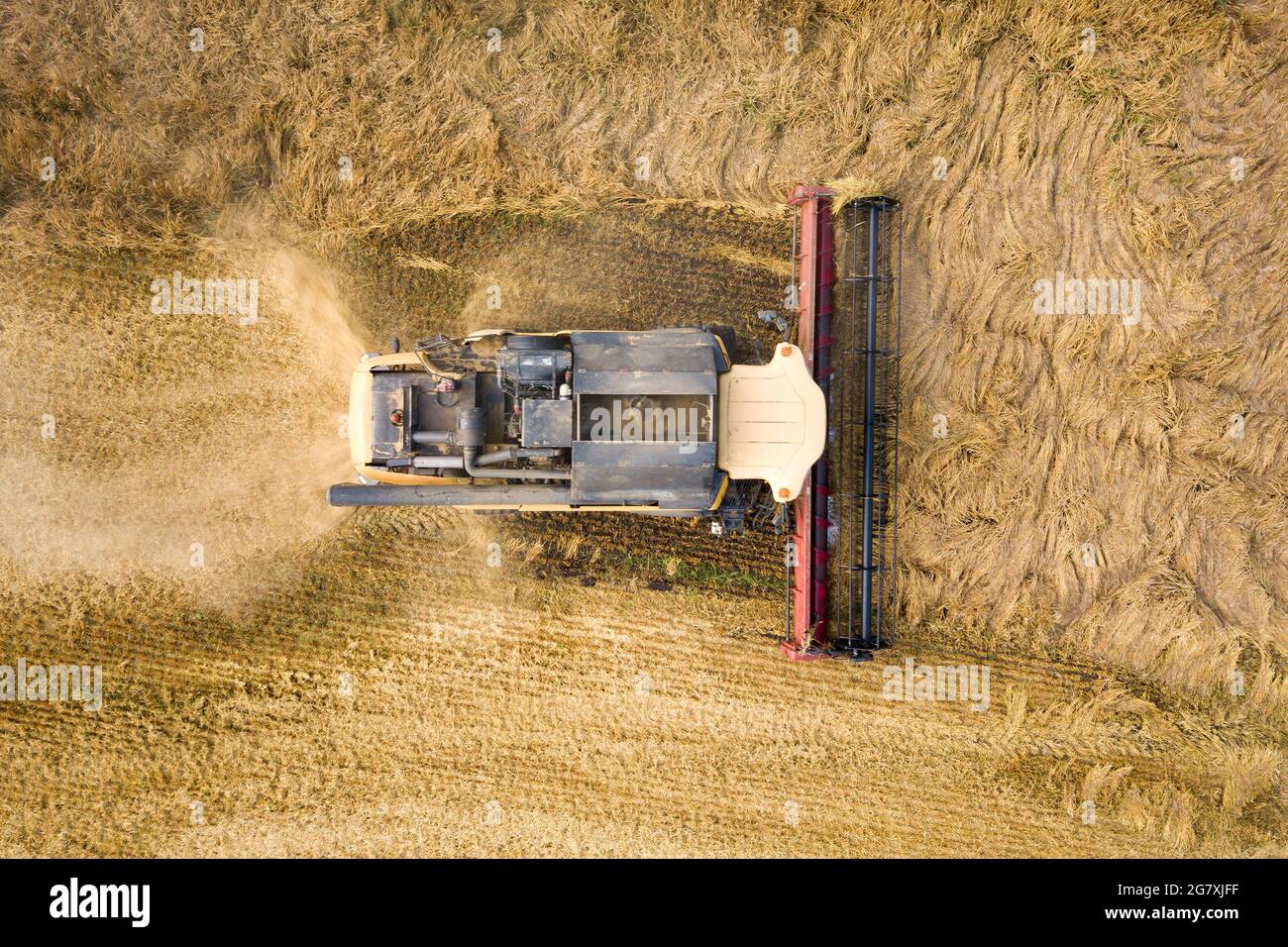 Aerial view of combine harvester harvesting large ripe wheat field ...
