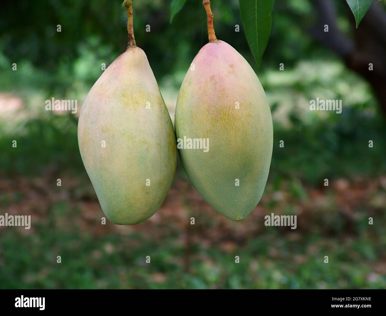 Mangoes Double mango fruits Twin mango fruits Ripe mango fruits