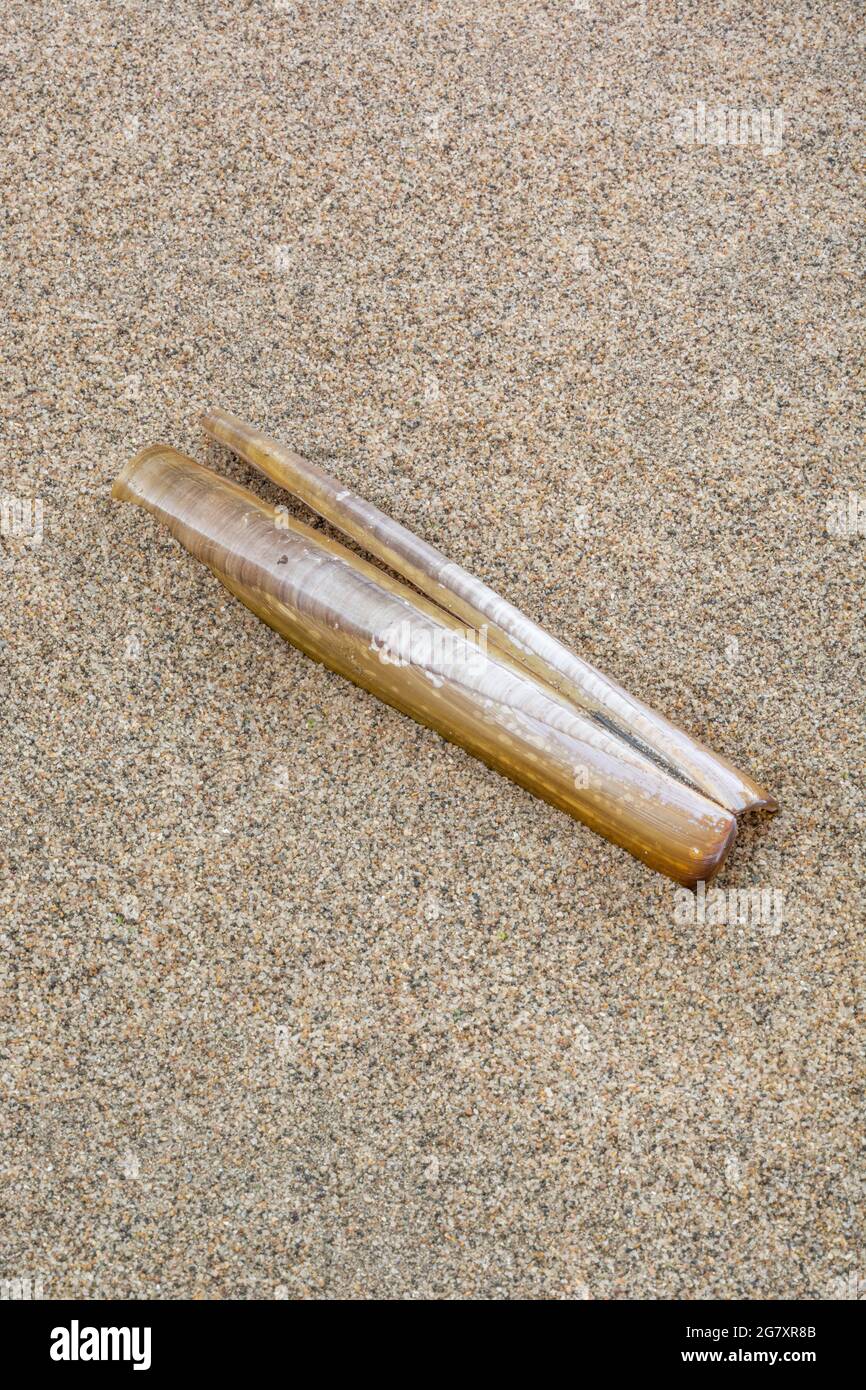 Edible Razor Shell clam shell on sand. Possibly Ensis magnus species as  this is about 7+ ins. long and quite straight. For conchology, UK wild  foods Stock Photo - Alamy