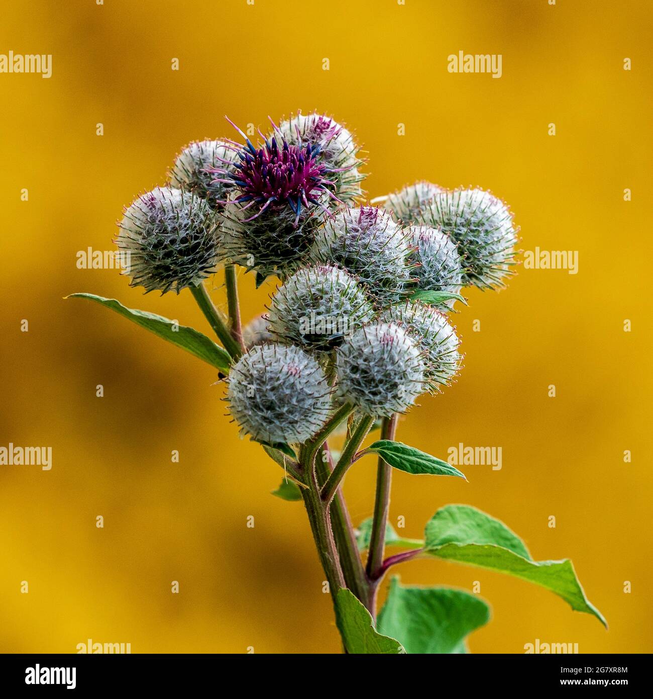 Wappenblume hires stock photography and images Alamy