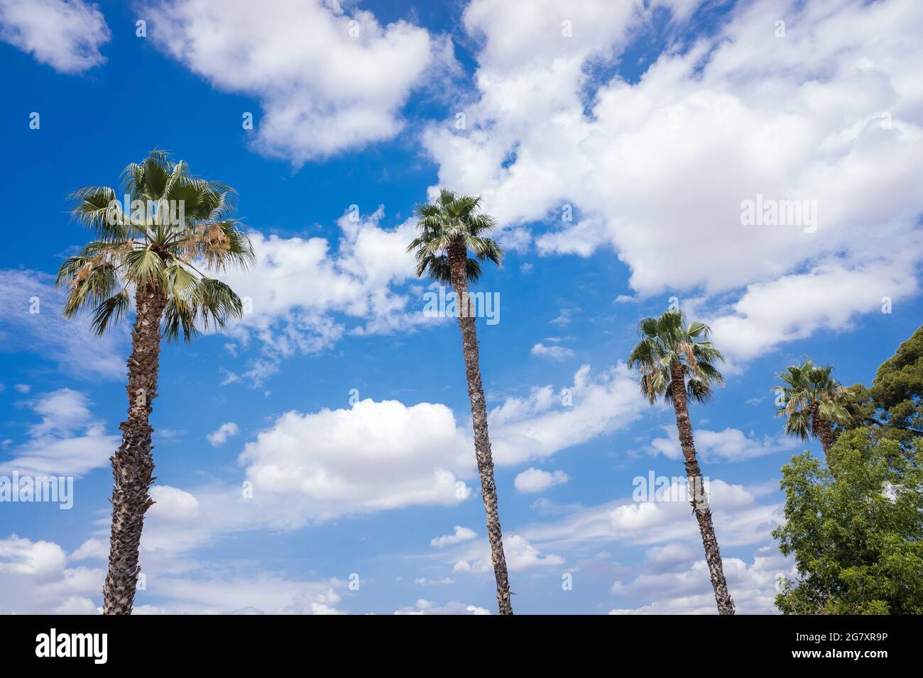 Tropical palm trees in the background of a blue sky with summery white ...