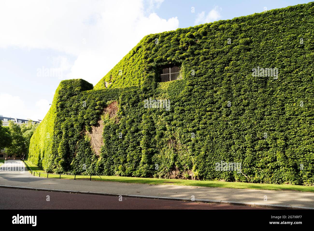 Ivy leaves cover the facade of the Admiralty Citadel in London, England. The building was constructed in the early 1940s. Stock Photo