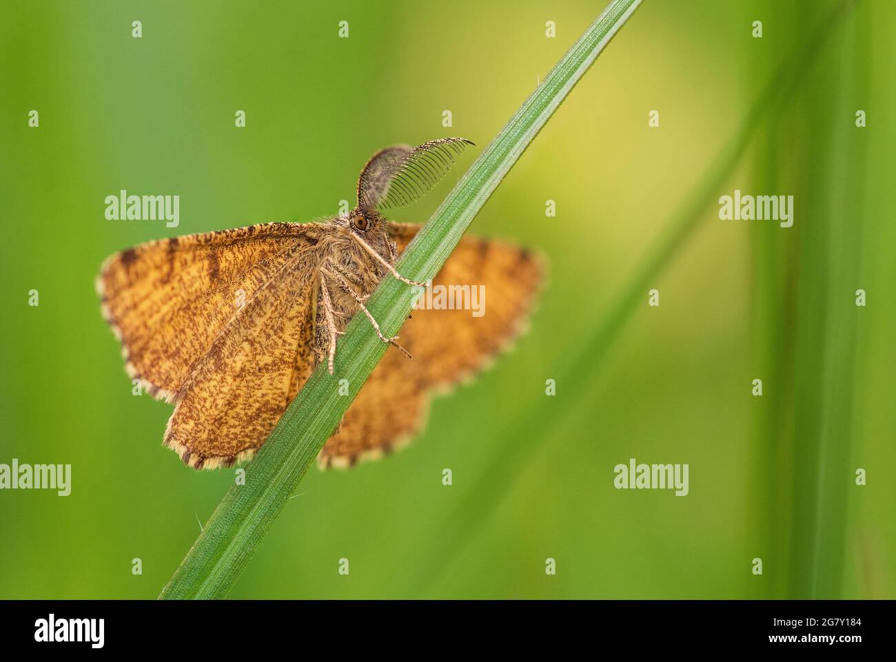 Common Heath moth - Ematurga atomaria, common brown moth from European meadows and grasslands, White Caprathians, Czech Republic. Stock Photo