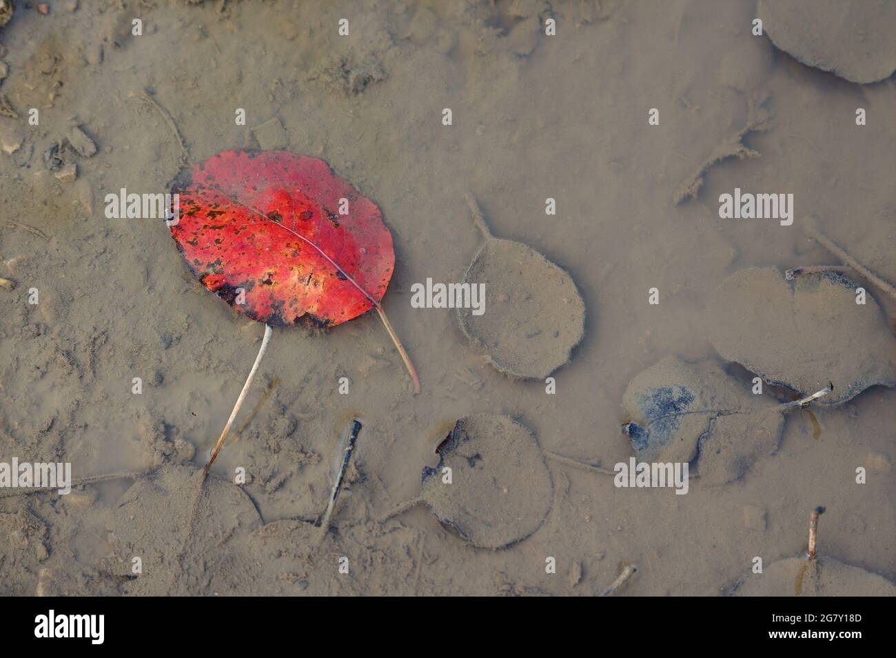 A red colored foliage lies in a muddy, brown rain puddle. Stock Photo