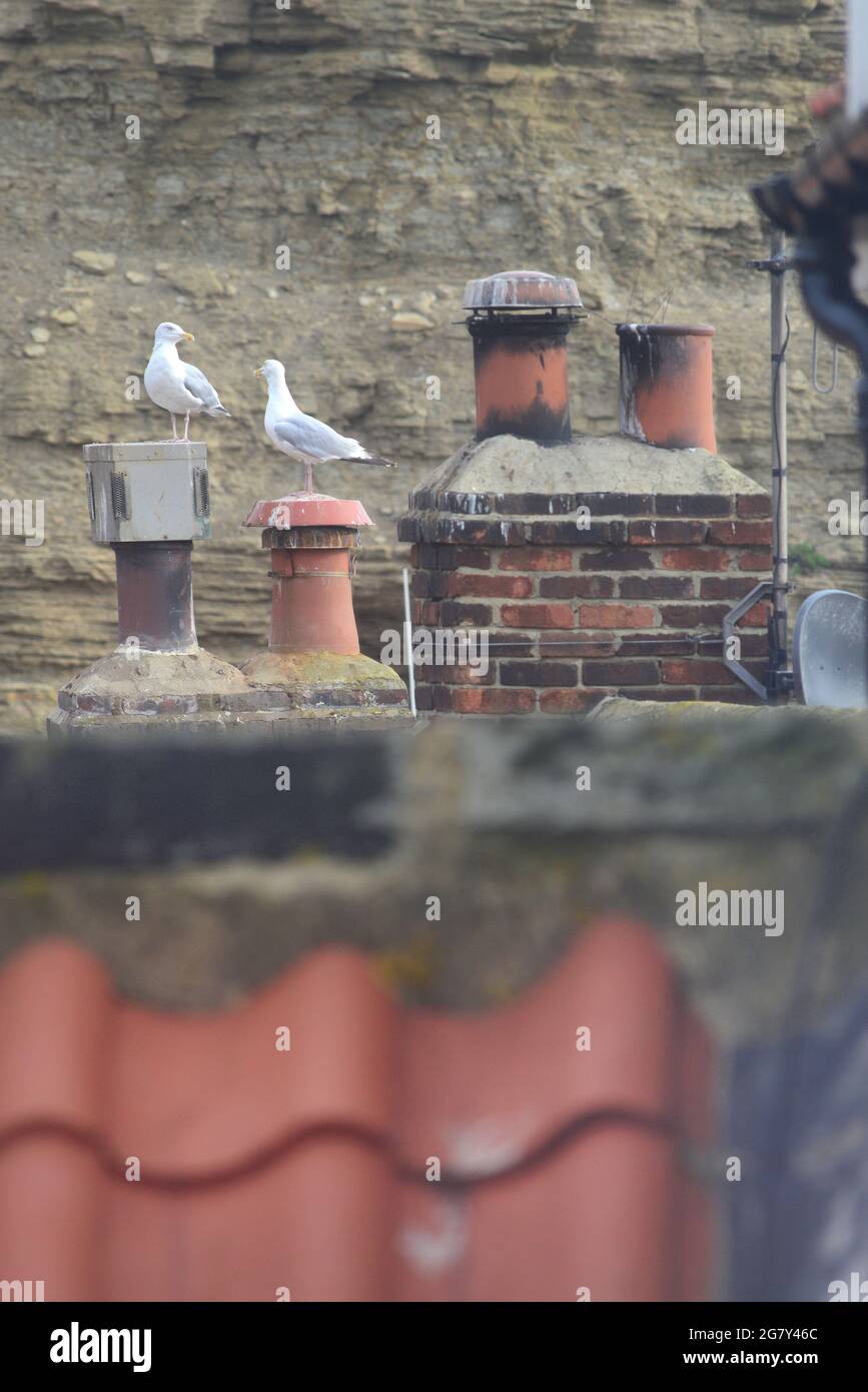 pair of herring gulls perched on chimney pots on cottage roof at Staithes yorkshire united kingdom Stock Photo