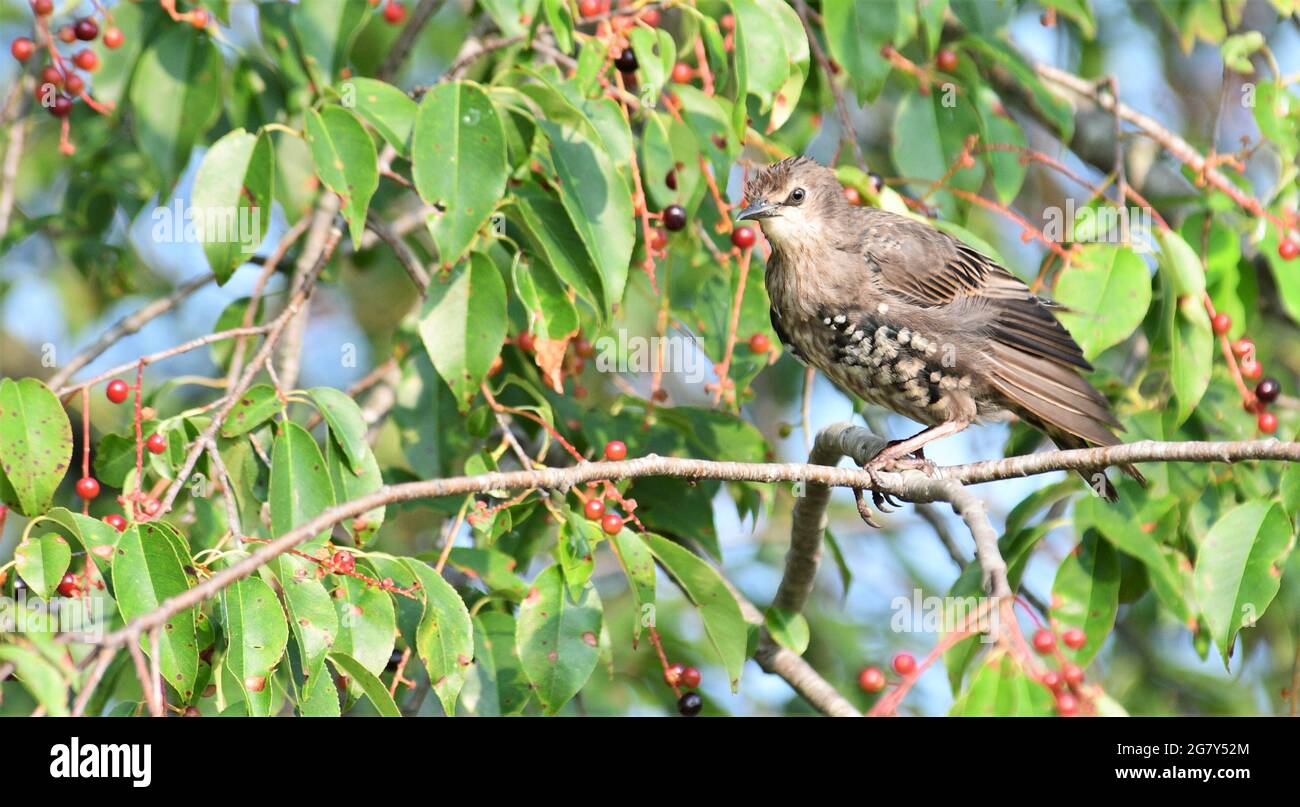 Beautiful European Starling juvenile perched on a Black Cherry tree limb. Stock Photo