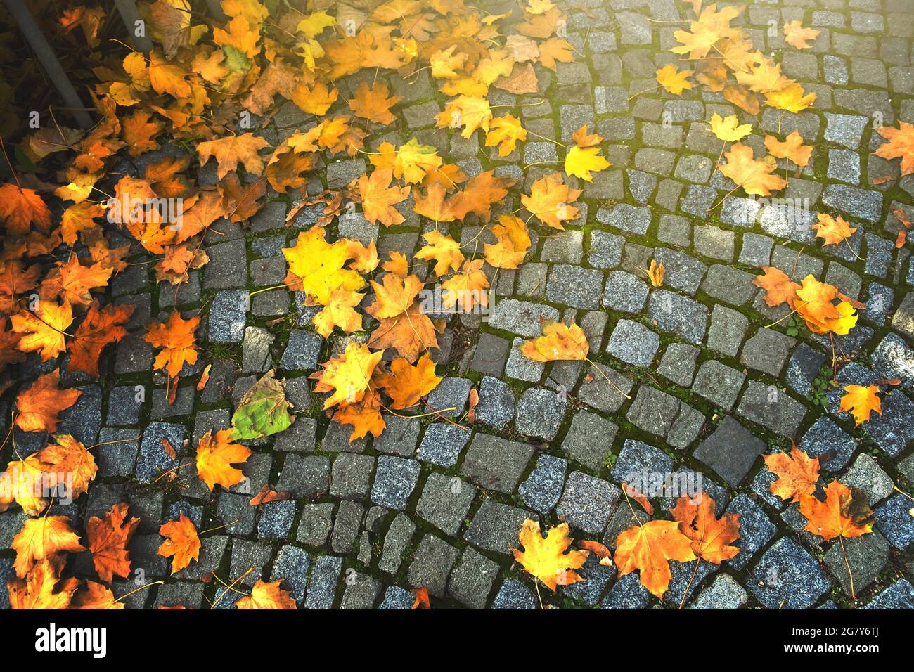 Background of autumn leaves fallen down on cobblestone pavement Stock ...