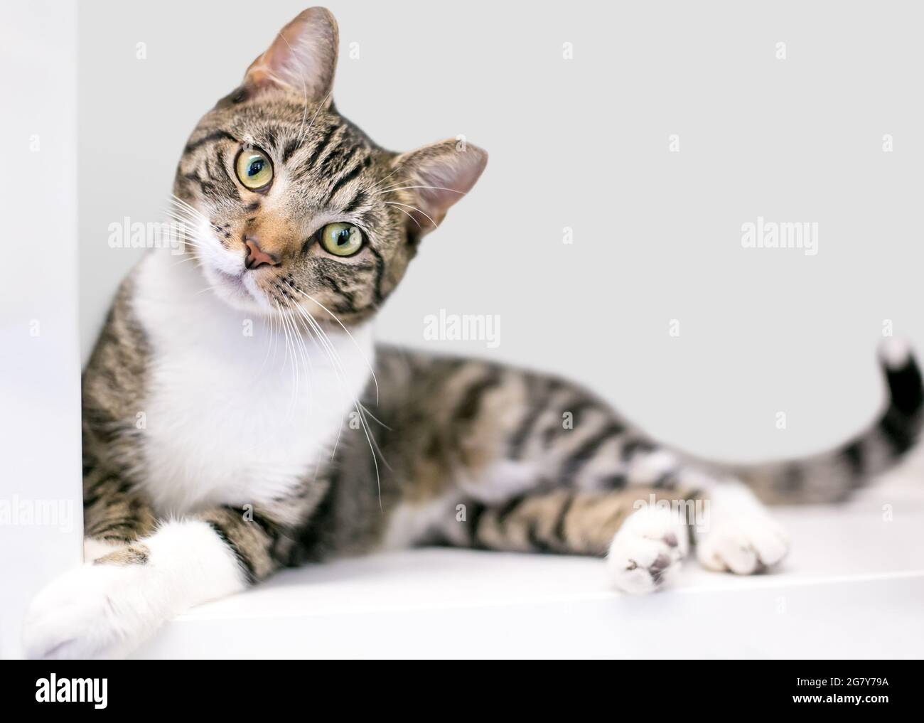 A tabby shorthair cat with its left ear tipped, lying down and looking at the camera with a head tilt Stock Photo