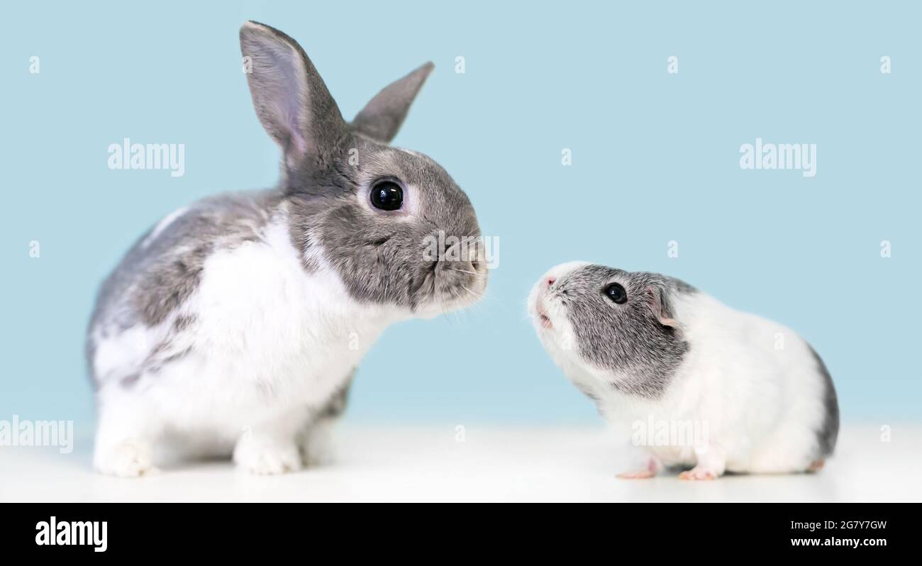 A cute gray and white Dwarf mixed breed pet rabbit and an American Guinea Pig looking at each other Stock Photo