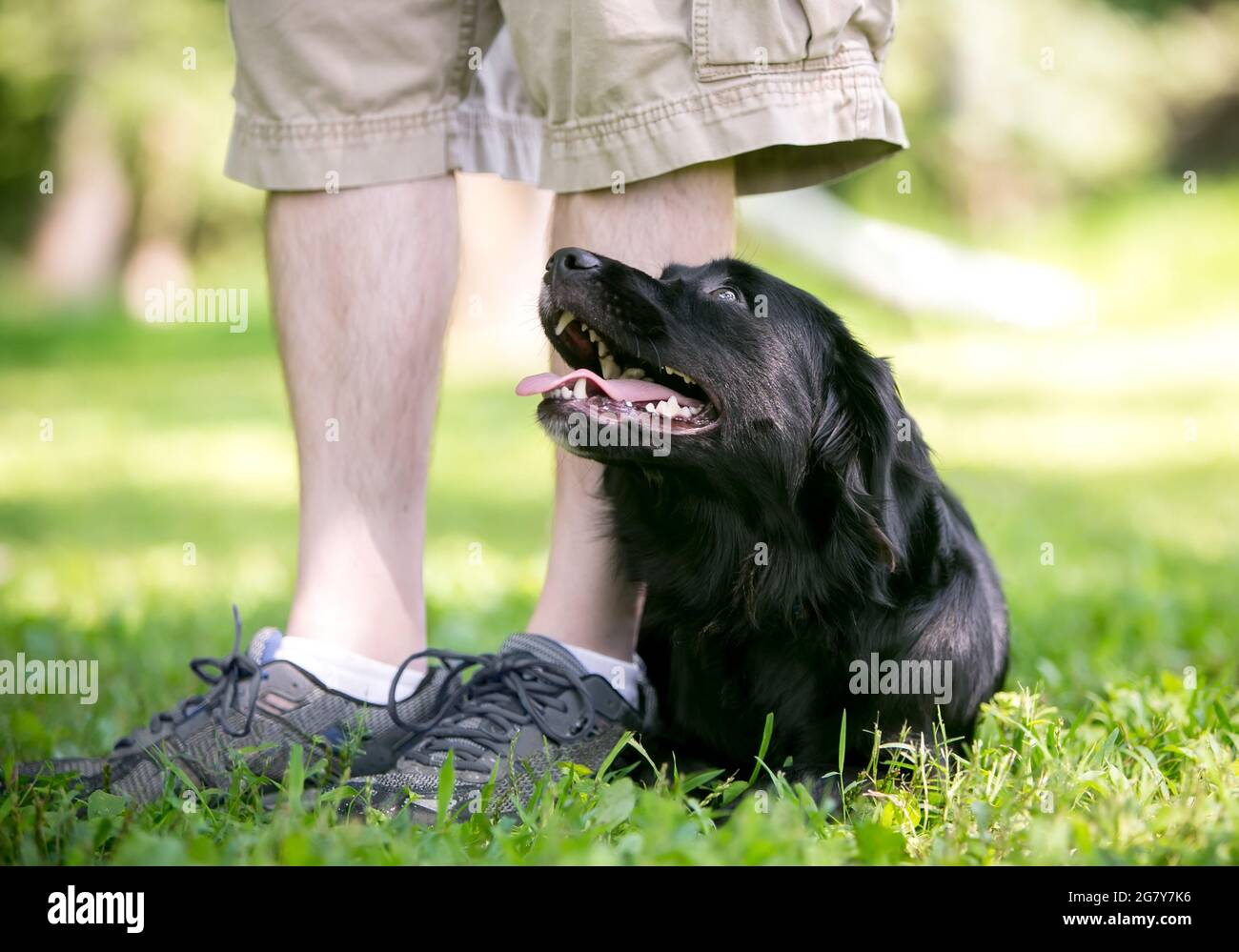 A black Flat-Coated Retriever mixed breed dog lying down in the grass and looking up at its owner Stock Photo