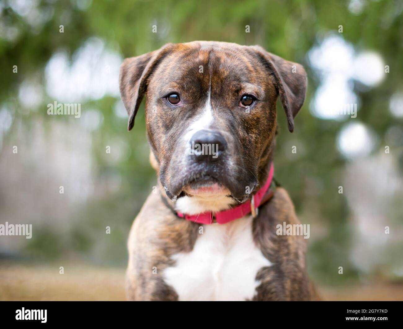 A brindle and white Boxer x Pit Bull Terrier mixed breed dog wearing a red  collar Stock Photo - Alamy