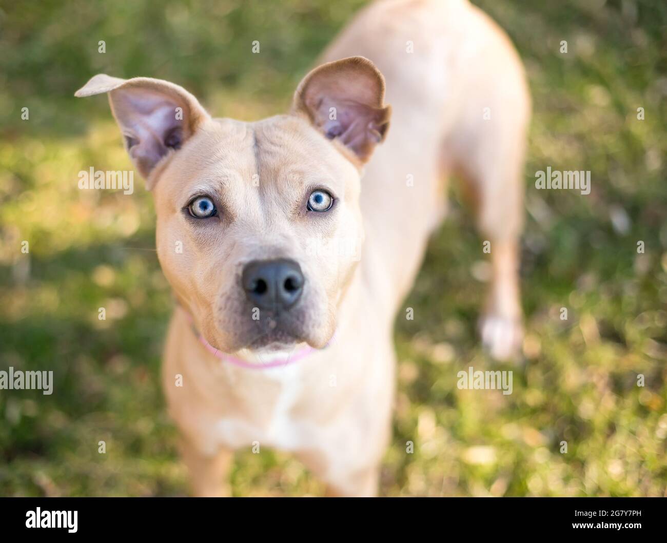 what color is a fawn dog