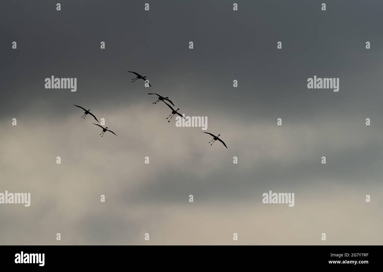 Flamingo group with landing gear down under cloudy sky Stock Photo