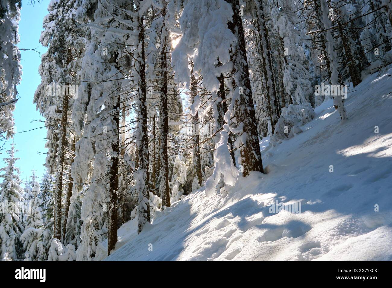 Pine trees covered with fresh fallen snow in winter mountain forest on ...