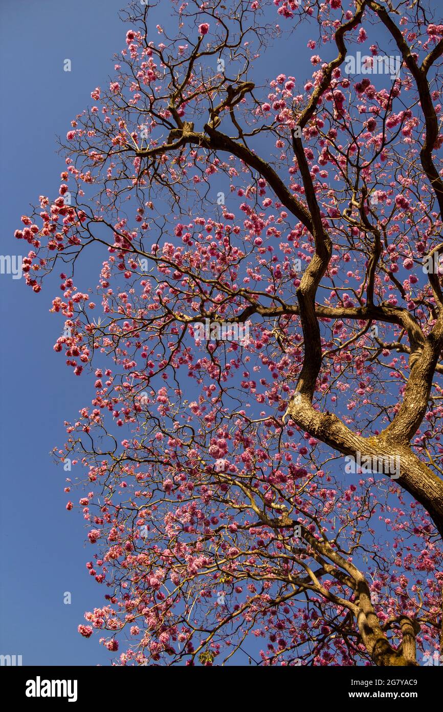 A flowering branch with pink flowers and blue sky in the background. Ipê rosa, a typical Brazilian tree. Handroanthus heptaphyllus. Stock Photo