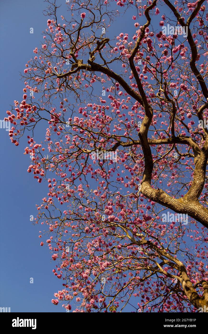 A flowering branch with pink flowers and blue sky in the background. Ipê rosa, a typical Brazilian tree. Handroanthus heptaphyllus. Stock Photo