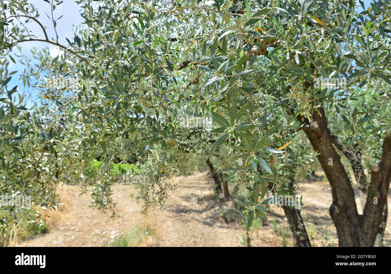 close on leaf of a olive tree growing in an orchard in provencal france