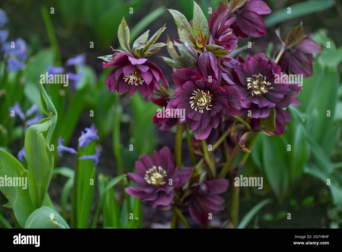 Helleborus plant first to bloom in the garden in winter time. Deep purple flowers and buds hybrid hellebores blooms last from February until May. Hell Stock Photo