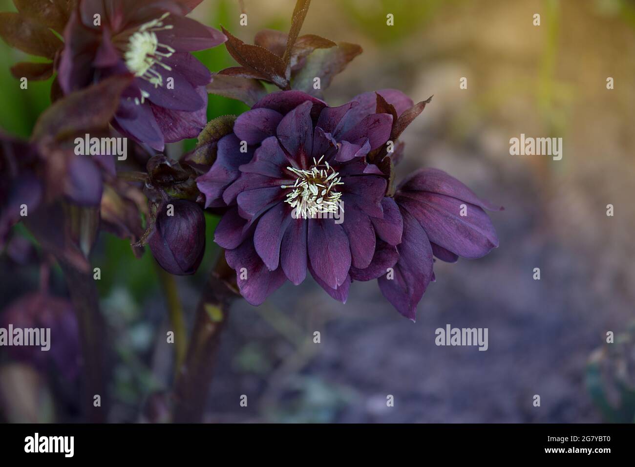 Hybrid hellebores or Christmas rose blooms during winter and spring