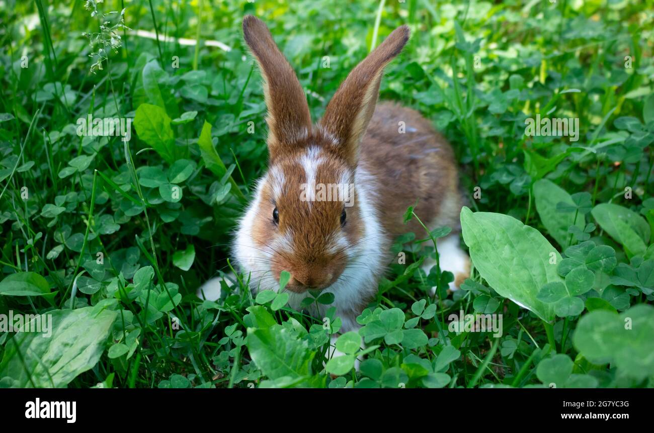 A homely little brown rabbit hides in the green grass on a bright sunny ...