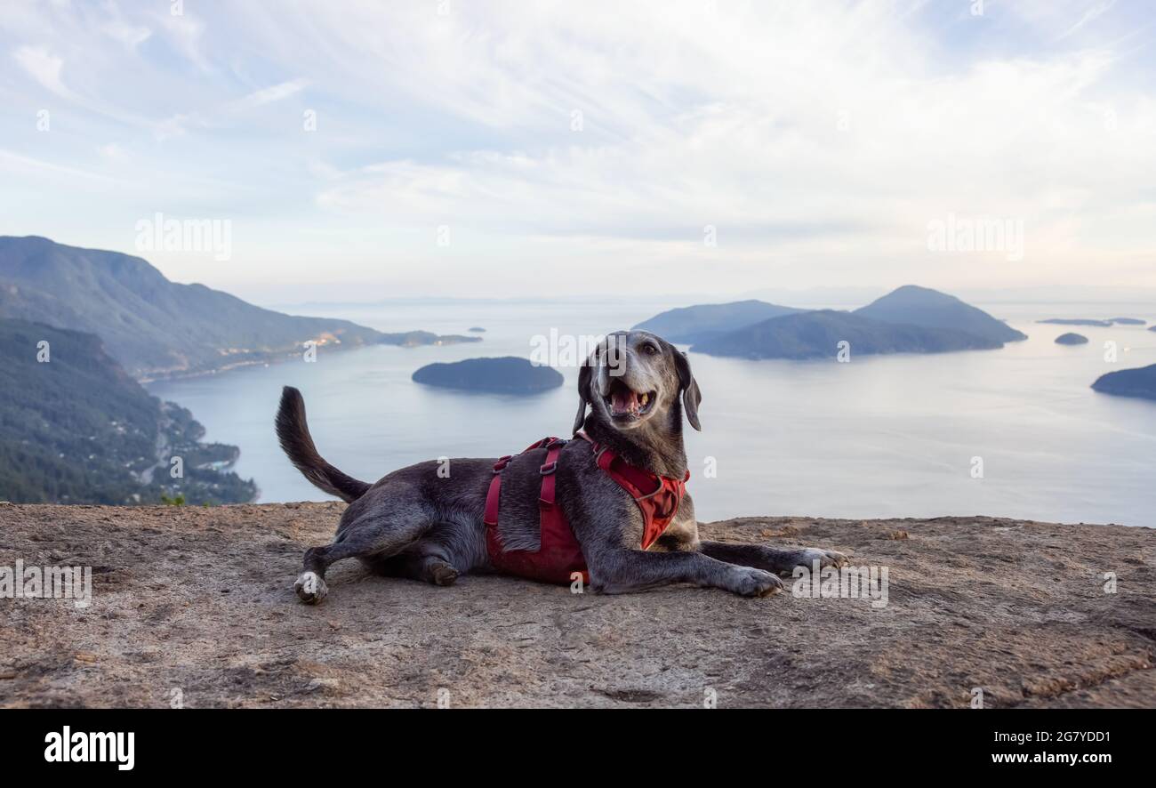Dog on top of a mountain hi-res stock photography and images - Alamy