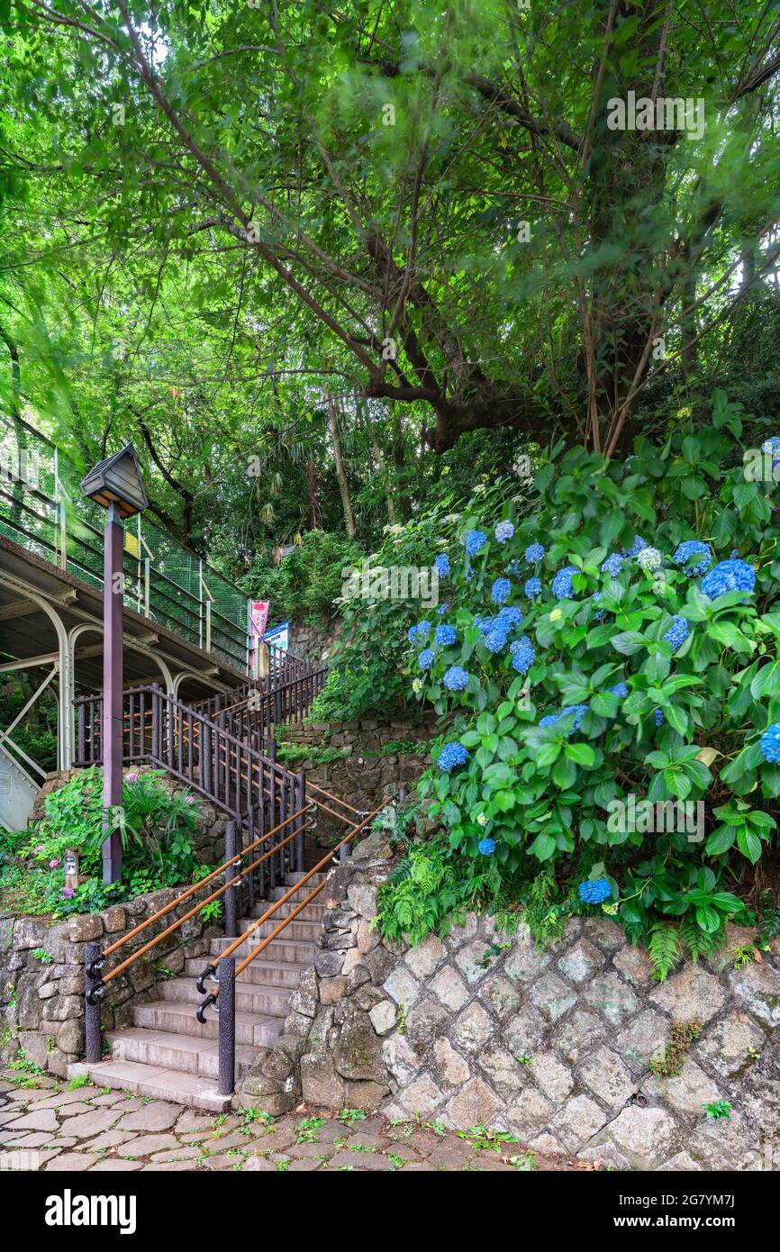 Tokyo Japan June 15 21 Blue Hydrangea Ajisai Flowers On Asuka No Komichi Road Along The Stairs Leading To The Asukayama Park And The Truss Bridg Stock Photo Alamy