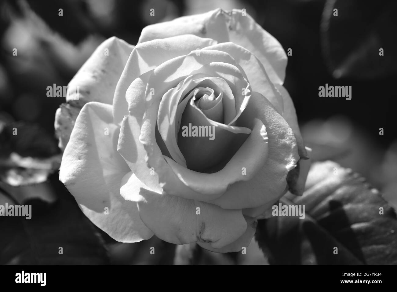 Beautiful pics of flowers Black and White Stock Photos & Images - Alamy