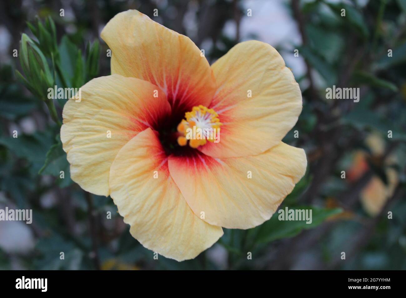 Yellow flowers photography hi-res stock photography and images - Alamy