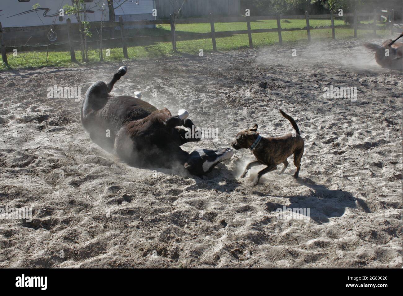 A horse rolls in the sand with man's best friend; a dag Stock Photo