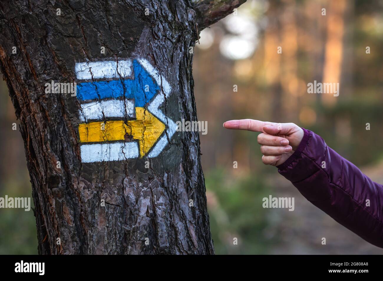 Lost hiker pointing at hiking trail directional sign in forest. Tourist arrow symbol on tree Stock Photo