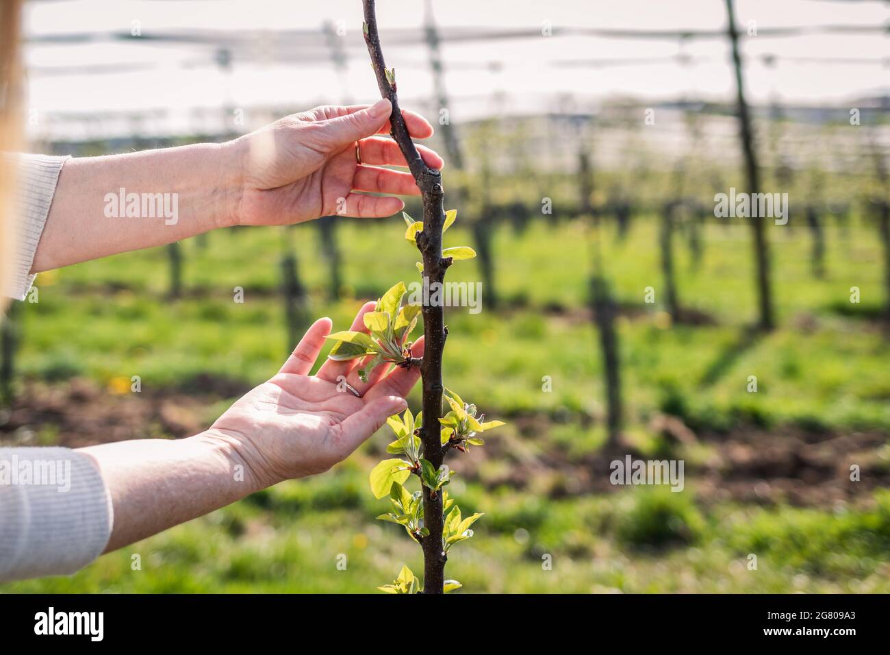 Fruit tree sapling hires stock photography and images Alamy