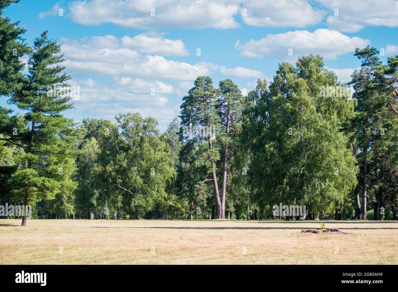 The blue sky and white clouds and pine trees hi-res stock photography ...
