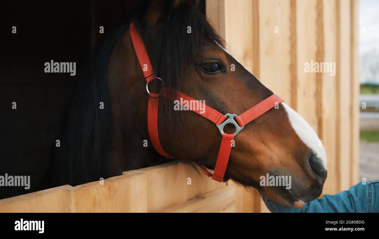 A dark brown horse with a black mane looking out from the widow of the stall. Close-up view of a horse head with a bridle strap. View from the horse stable. Pet horses. Stock Photo
