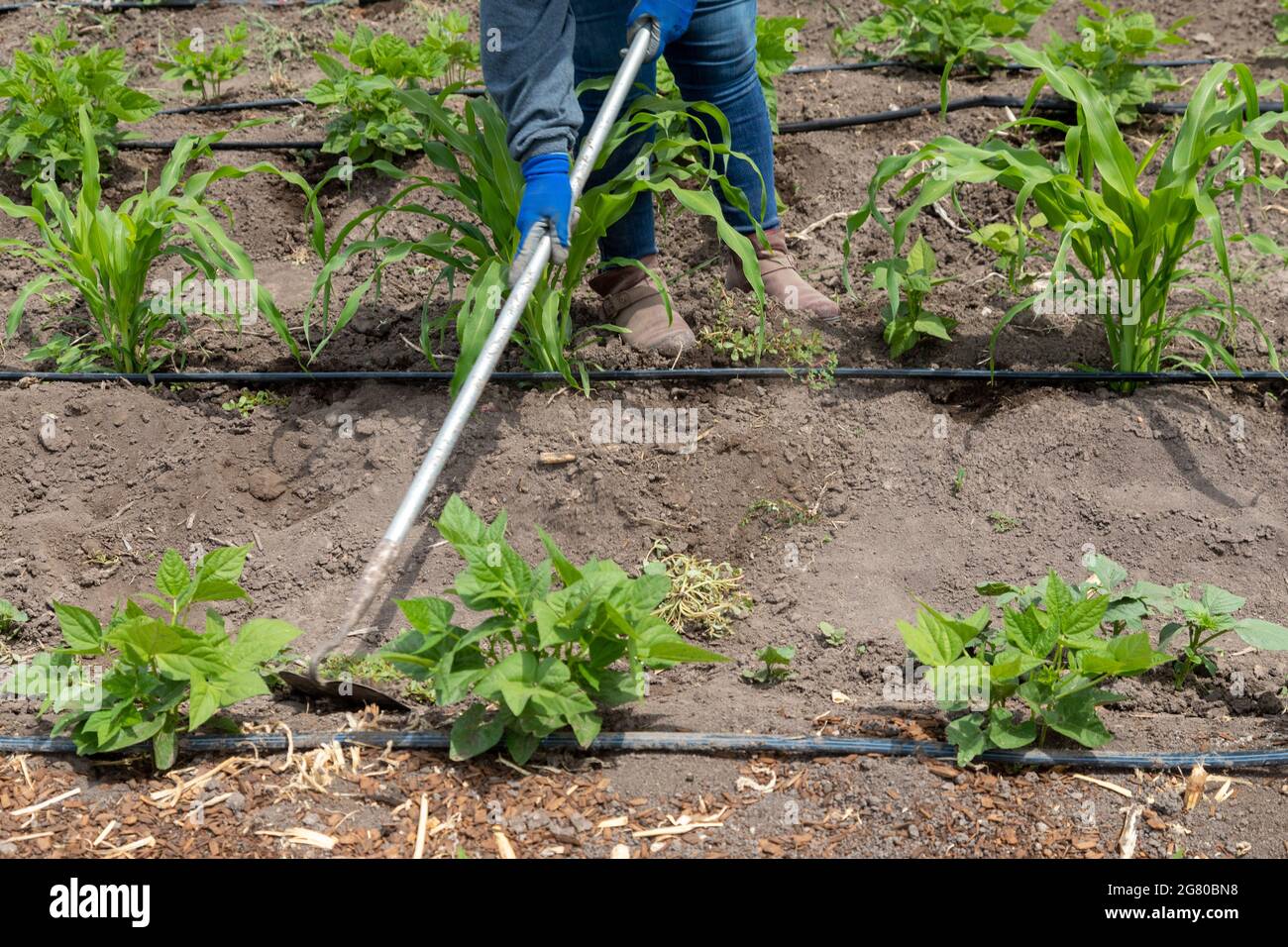 Commercial farm irrigation hires stock photography and images Alamy
