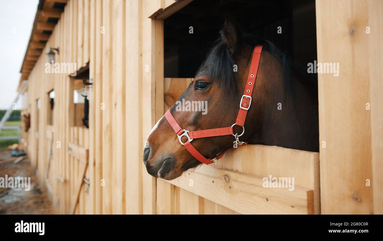 A dark brown horse with a black mane looking out from the window of the stall. Close-up view of a horse head with a bridle strap. View of the horse stable with separate stalls for each horse.  Stock Photo