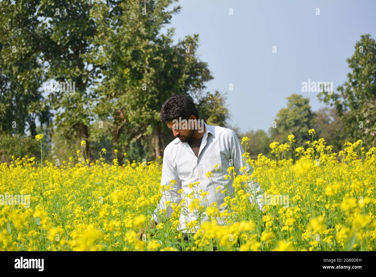 Young indian farmer at black mustard field Stock Photo