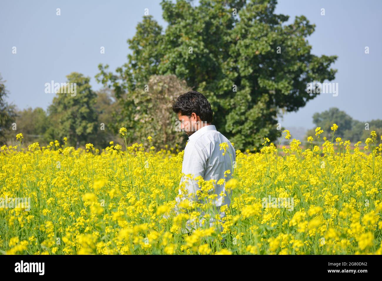 Young indian farmer at black mustard field Stock Photo