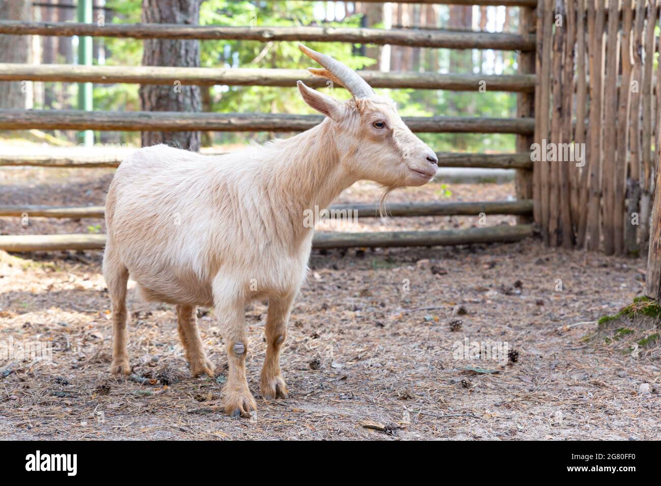 A beige goat with horns stands sideways, looking at camera. African
