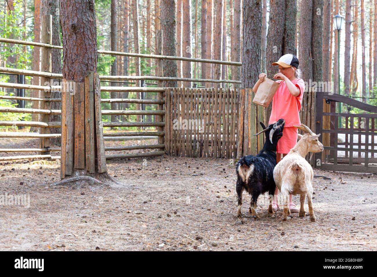 A 10-11 year old child feeds two goats from a paper bag at a zoo or farm. Animals in the petting zoo. African pygmy miniature Cameroon goat. Caring Stock Photo