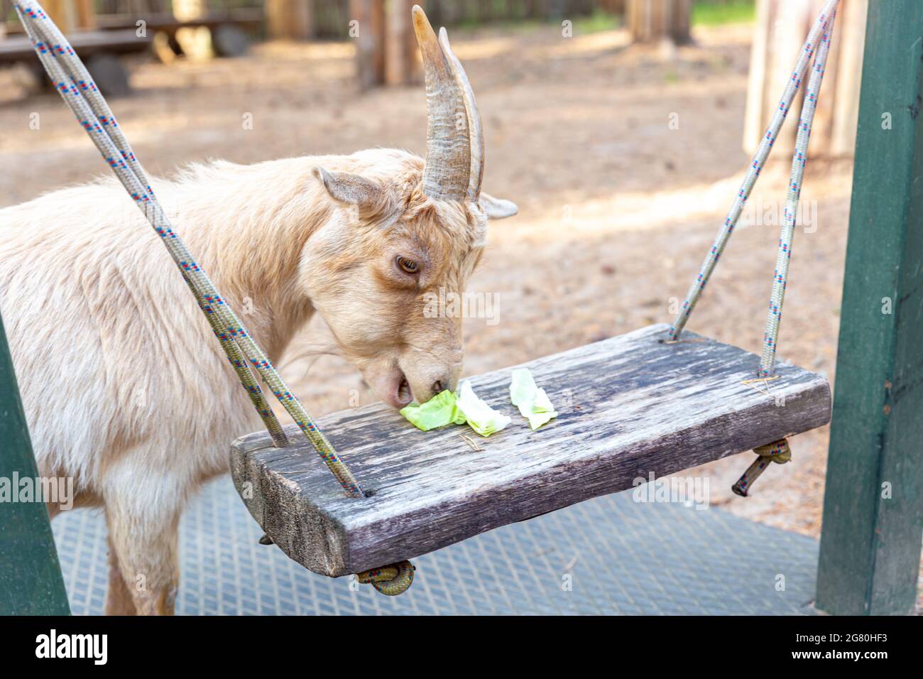 A beige goat with horns standing, eating cabbage. African pygmy miniature Cameroon goat. Taking care of pets on the farm. Feeding animals at the Stock Photo