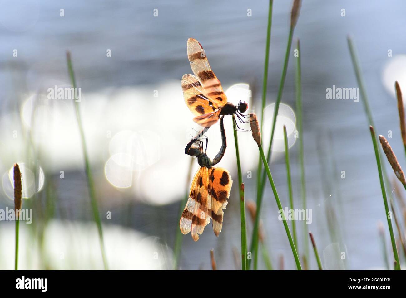 A male Halloween Pennant dragonfly mating with a female Stock