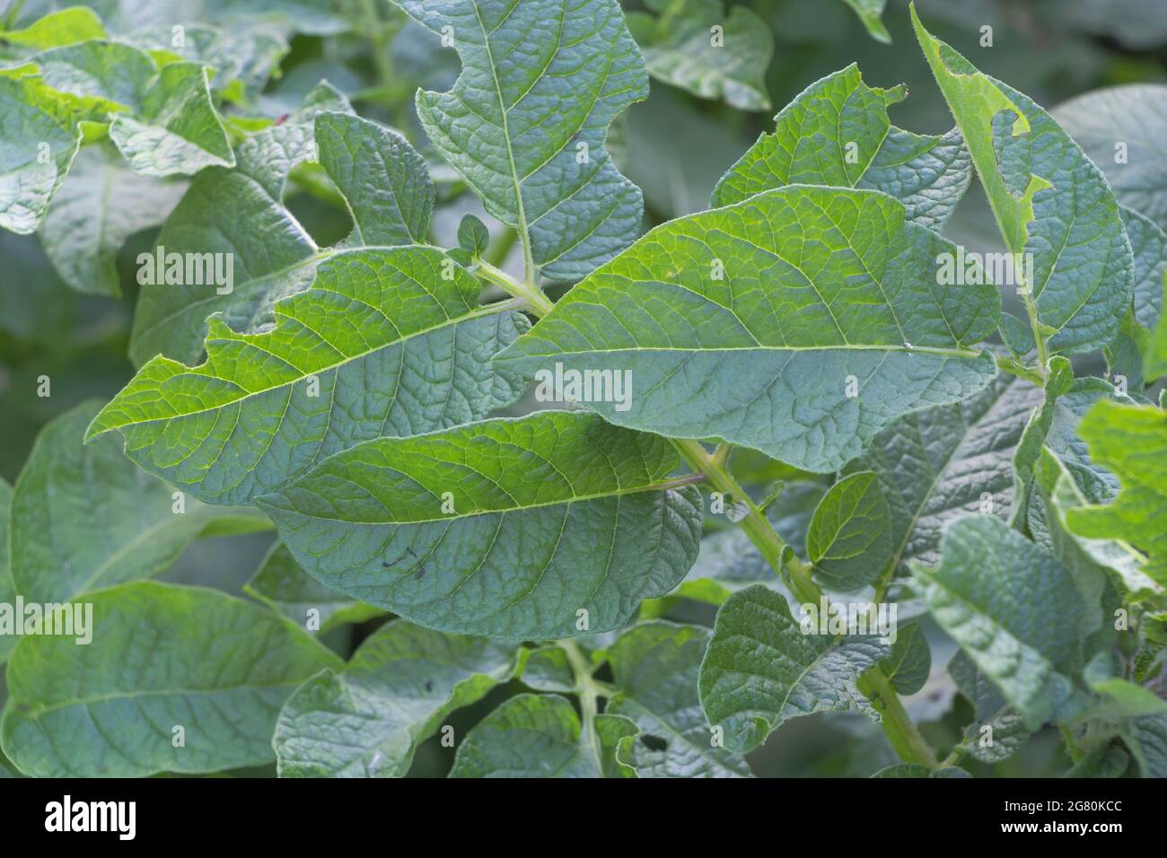 Closeup of damaged potato leaves eaten by pests Stock Photo Alamy