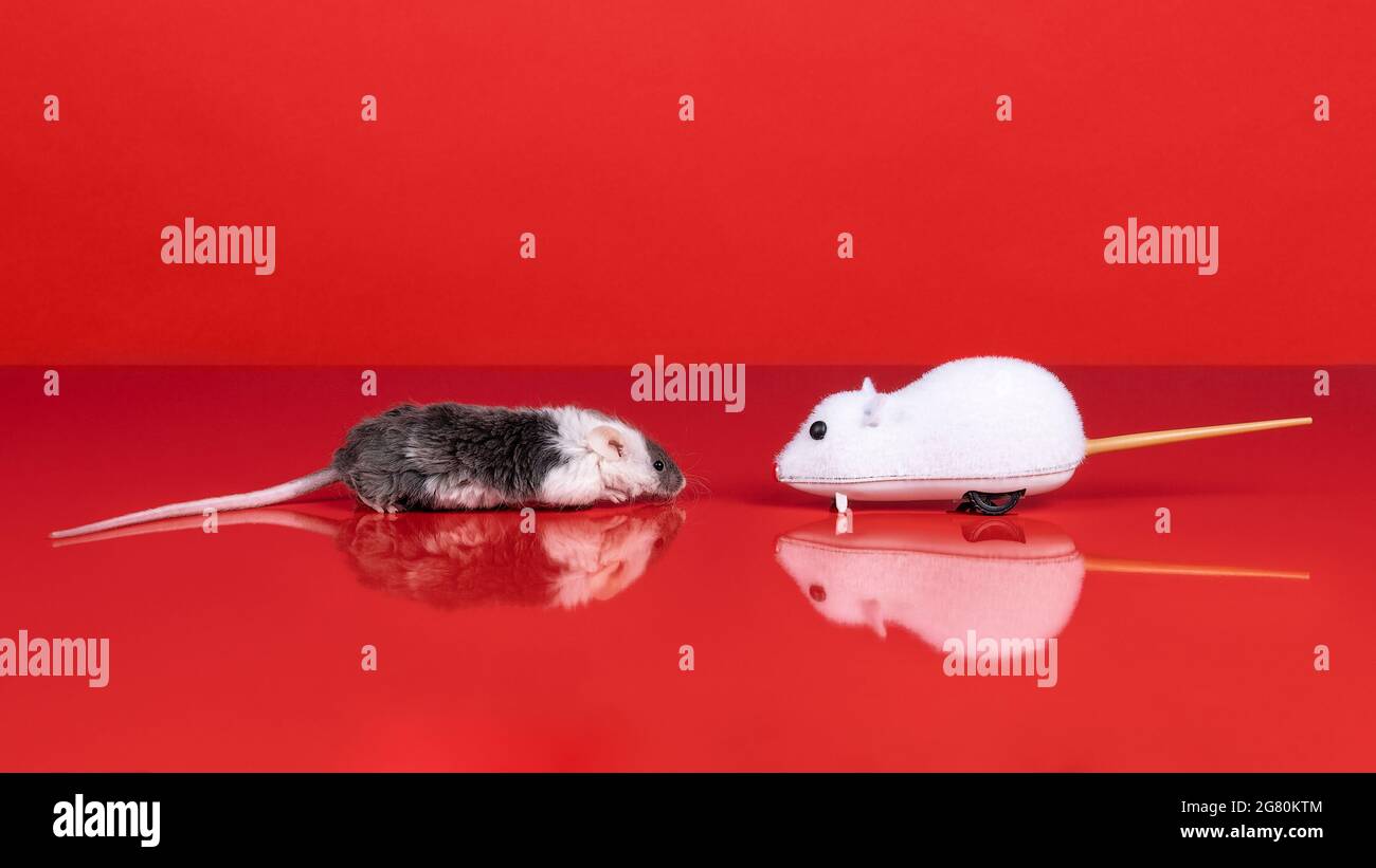 A grey  and white real mouse meets a wind up toy mouse in a red setting with reflection and copy space Stock Photo