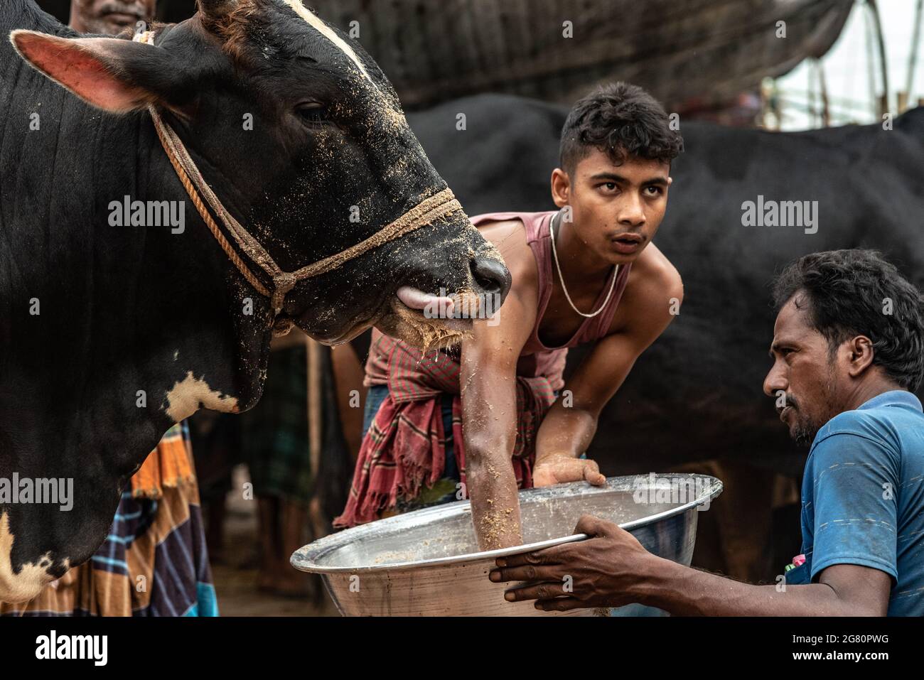 Hundreds of people from far and wide flocked to the historic Gabtali Cattle Market in the capital on Friday (July 16th) at noon. Some came on foot, some by bus and some by private car. Meanwhile, Dhaka's two city corporations have officially announced the start of the Korbani cattle market from Saturday (July 17th). But seeing the presence of people today, it seems that the sacrificial animal market has started today. A total of 21 permanent and temporary cattle markets have been set up in Dhaka this time. One of them is this Gabtali sacrificial animal market. (Photo by Rakibul Alam Khan/Pacif Stock Photo