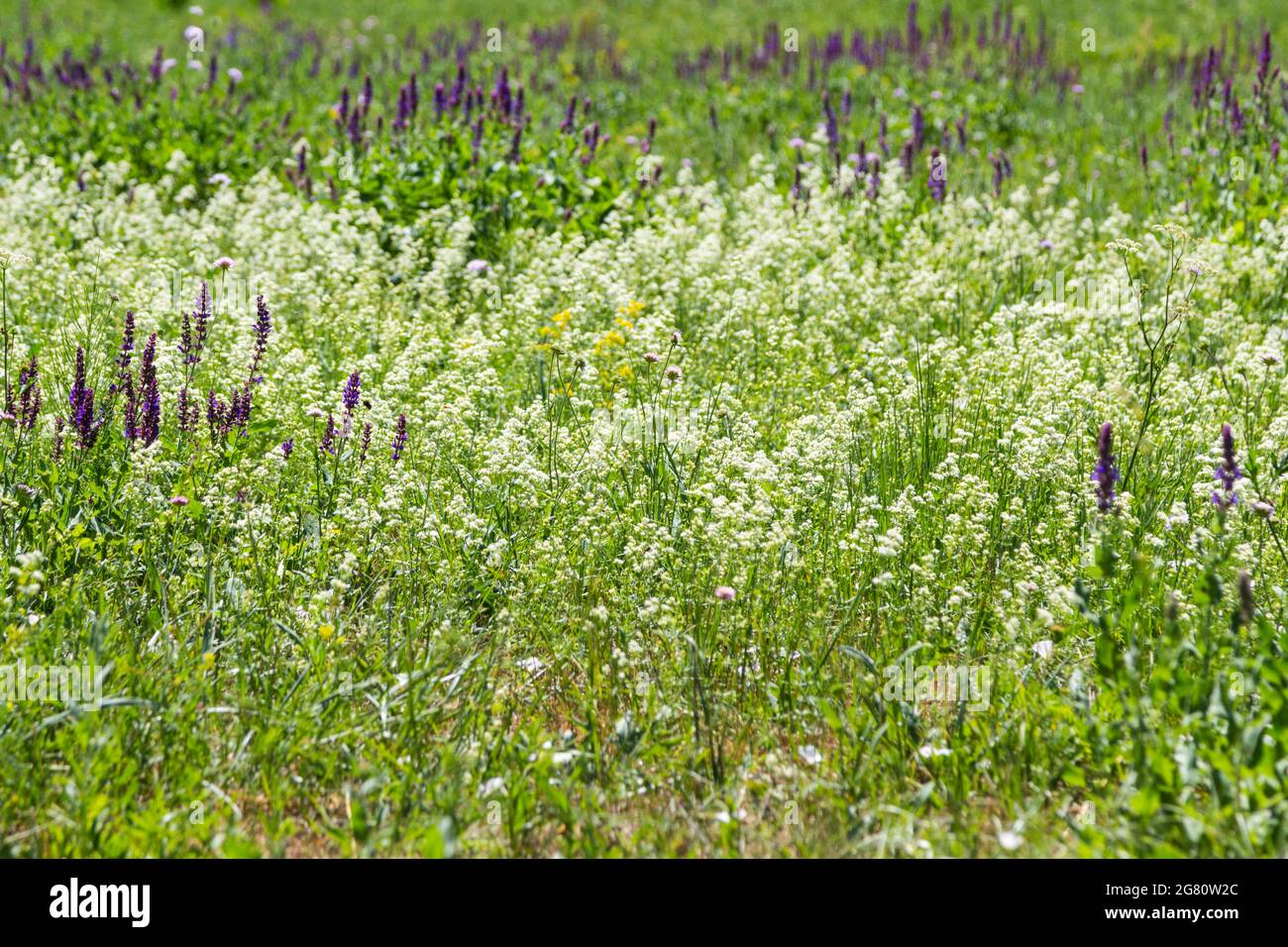 Wild flowers (Hedge bedstraw Galium mollugo) in meadow, Sopron